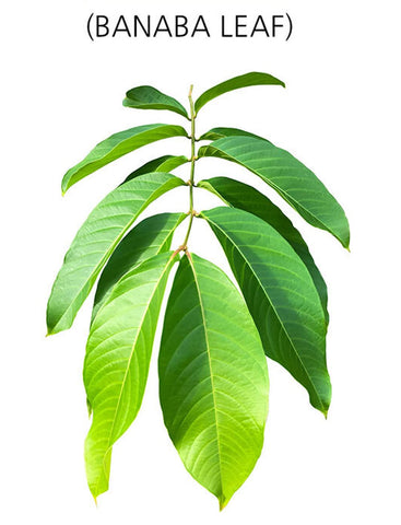 [FromBio] Banaba Leaf for Blood sugar - Thuy Nhung Shop