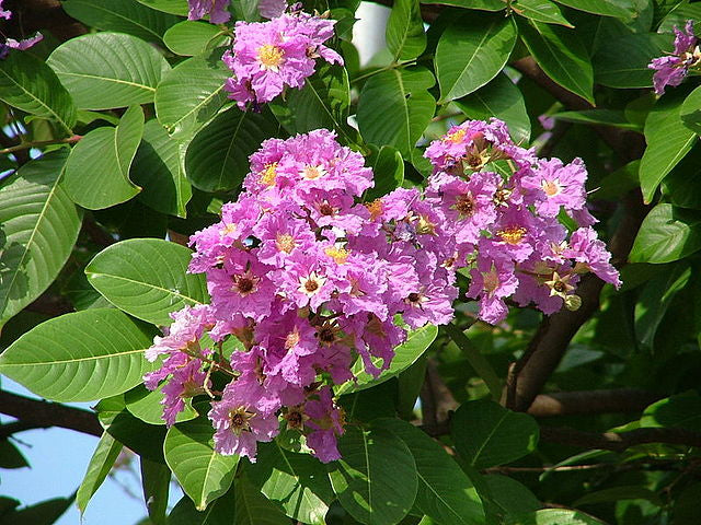 [FromBio] Banaba Leaf for Blood sugar - Thuy Nhung Shop